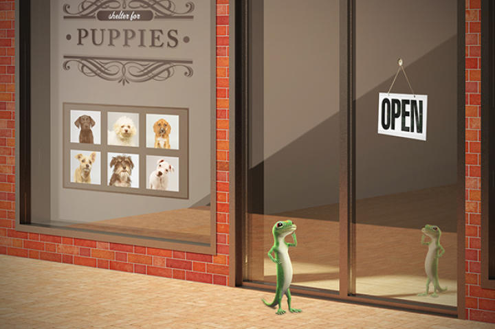 The GEICO Gecko has an idea. Train some puppies for the big game!