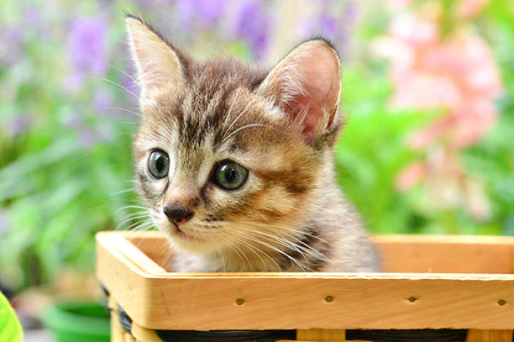 Cat Care Photos | Animal Planet