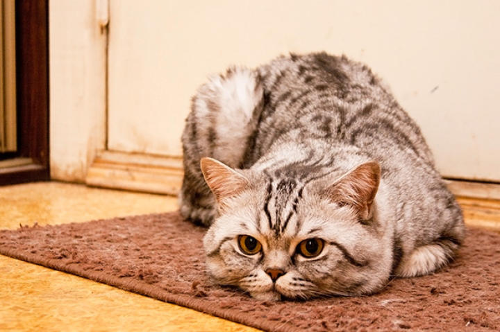 Cat Care