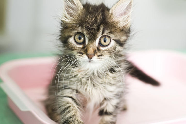 Cat Care