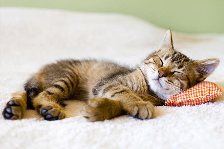 Cat Care