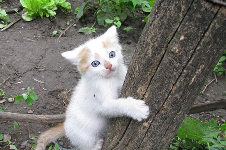Cat Care
