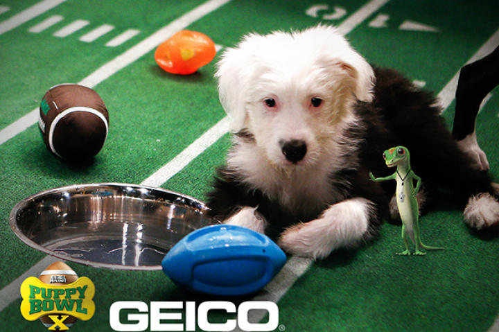 Ginger takes a break during practice for the big game.