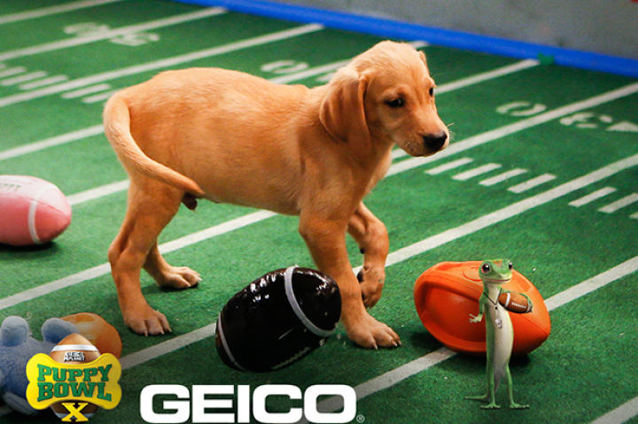 Drills, sleep, watch tape, sleep, eat, sleep ... that's a day in the life of a Puppy Bowl X star.