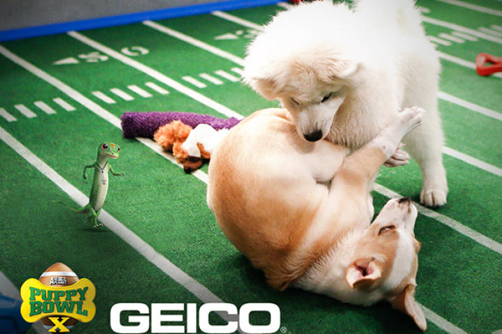 Tackling practice is some of the pups' favorite activity as they prepare for the Puppy Bowl.