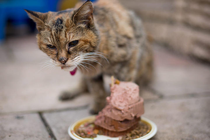 apl-poppy-cat-gallery-01-622x466