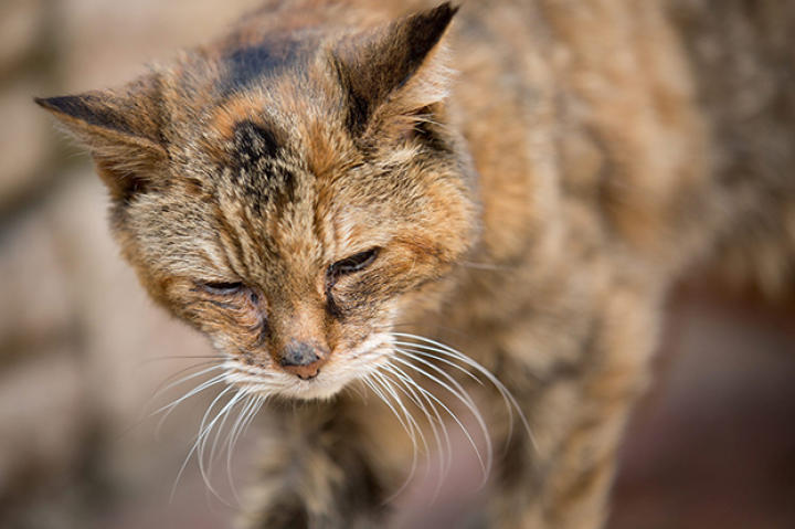 apl-poppy-cat-gallery-02-622x466