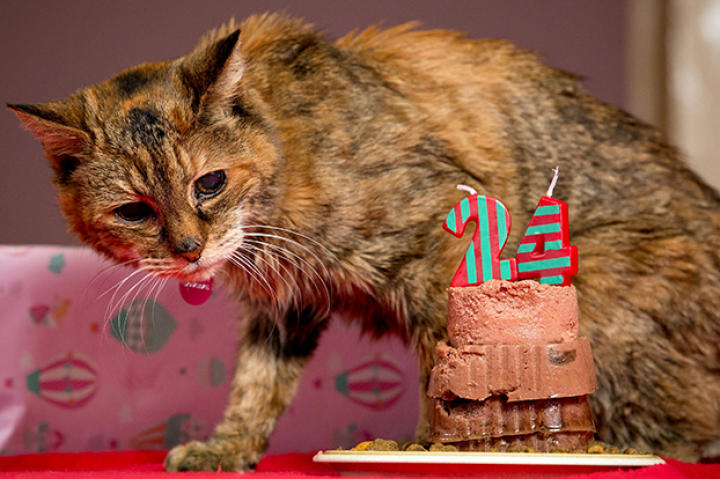 apl-poppy-cat-gallery-04-622x466