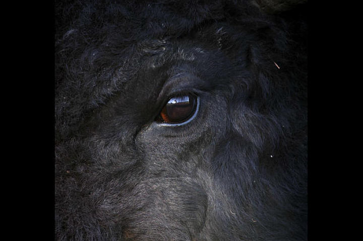 The eye of a bison, one of the most iconic animals of the American West. The Great Plains once swarmed with literally millions of bison. Today, there are about 200,000.