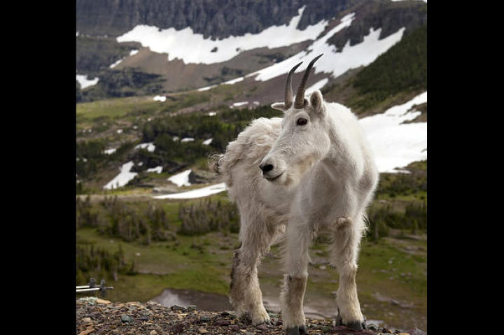 A mountain goat in Glacier National Park, Montana. Mountain goats have split hooves with sharp outer edges and a flexible rubbery sole, just like human climbing shoes. They give the goat a secure grip on event the most perilous foothold.