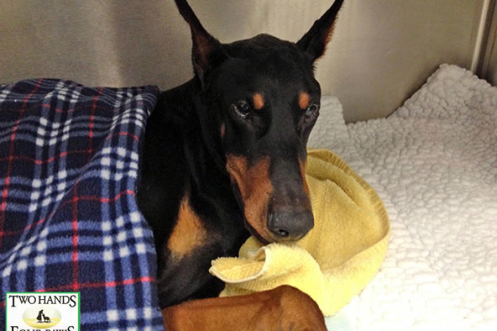 Meet Kenny the doberman.