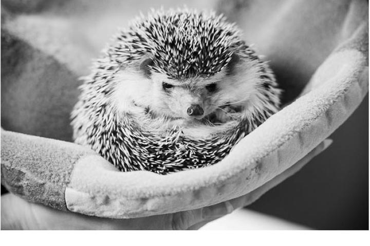 Hedgehog curls up in a pouch.