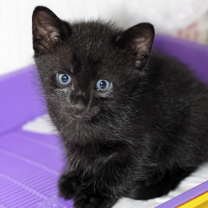 General Cat Care Tips Animal Planet