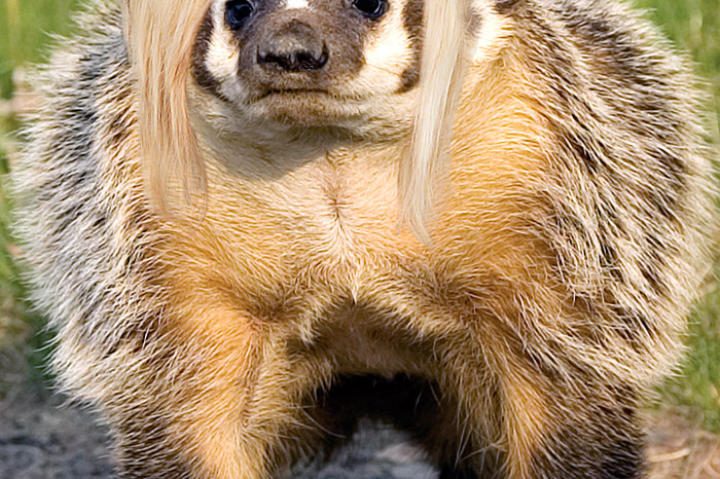 Long Island Badger