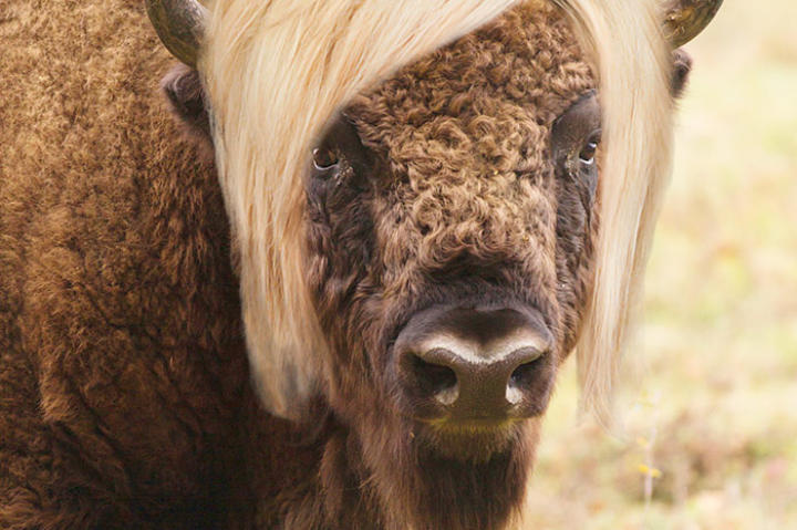 Long Island Bison