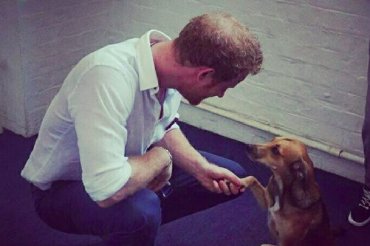 Prince Harry Kids Animals 12