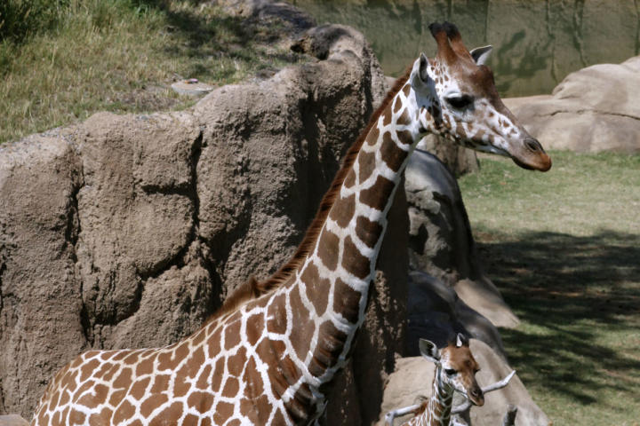 Giraffe Live Birth