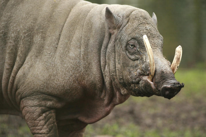 Babirusa