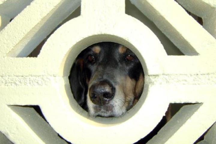 Peek-A-Boo!: Submitted by Rachael S.-