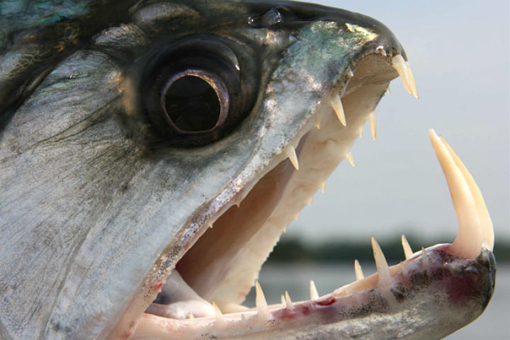 A close relative of the piranha, the payara is often called the