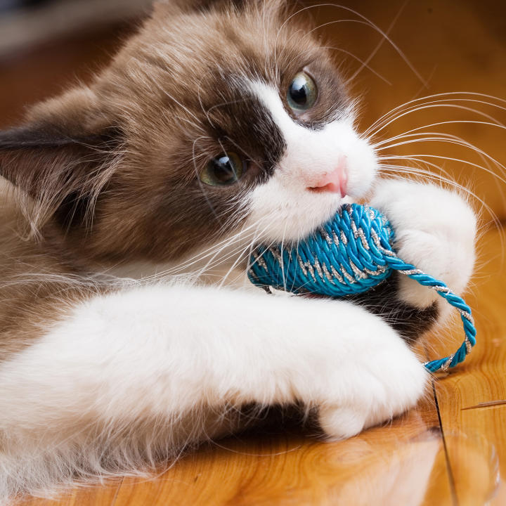 Forum PET  What is PET History production use alternatives