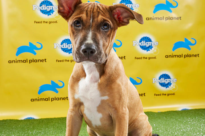 Puppy Bowl XV Starting Lineup Puppy Bowl Animal