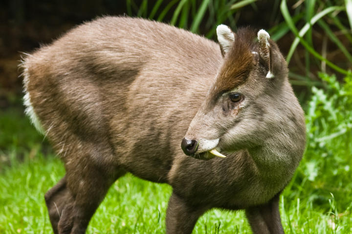 Animals Almost Too Strange To Be Believed Monster Week