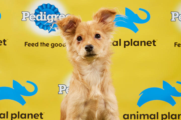 Puppy Bowl XV Starting Lineup | Puppy Bowl | Animal Planet