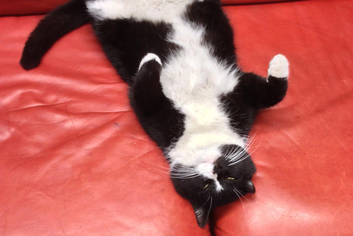 Buster the cat, spread eagle on a red leather couch, relaxes after a long day of mousing.