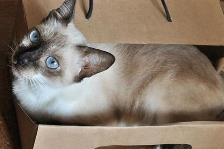 Cat Box: Submitted by Alethea B.-