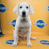 Keno puppy bowl