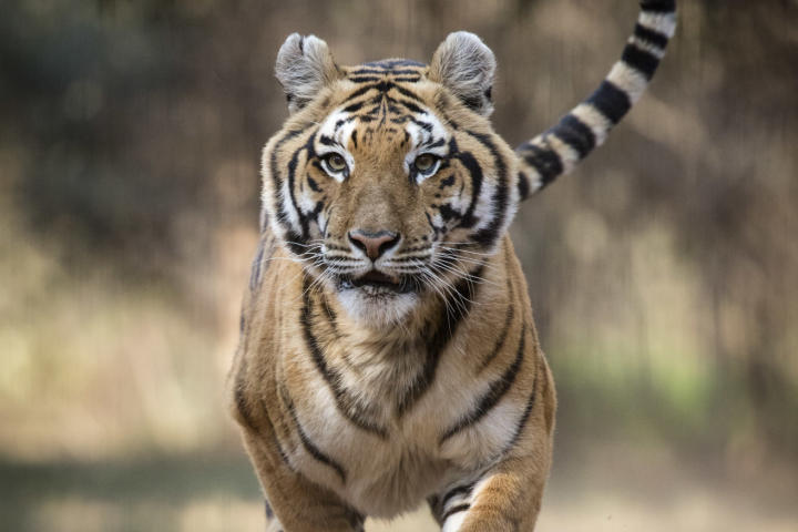 tiger running