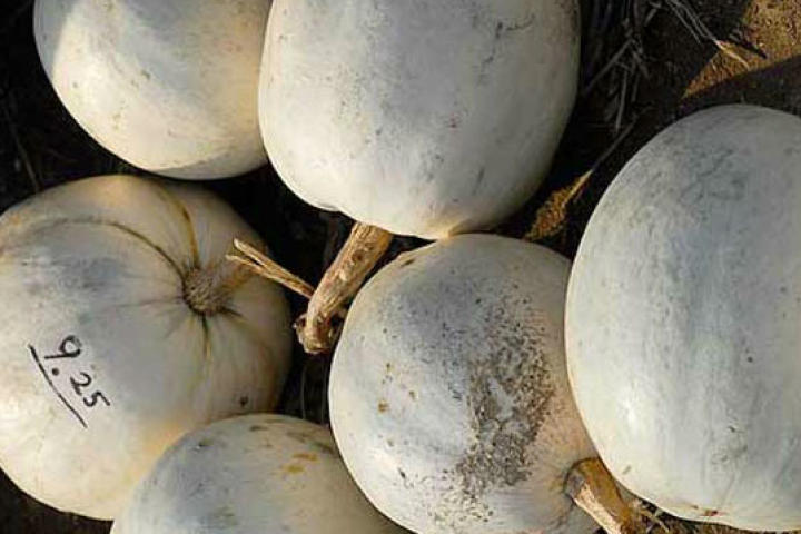 White pumpkins are actually often preferred over orange because they're denser and better able to withstand the chunking pressure. Pumpkins that explode on release are known as "pumpkin pie."