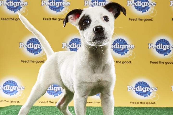 Basher Junior, Puppy Bowl XIII