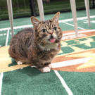 Lil BUB is ready for the Puppy Bowl. Are you?