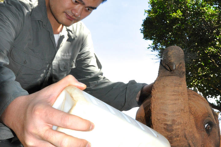 yao-ming-elephants-2