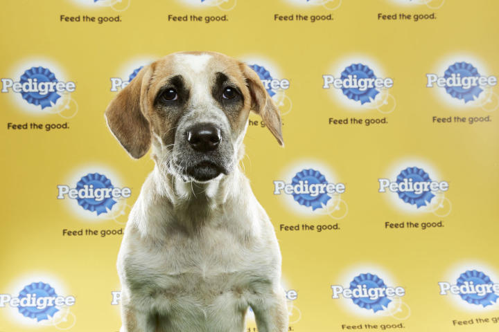 Beatrix, Puppy Bowl XIII