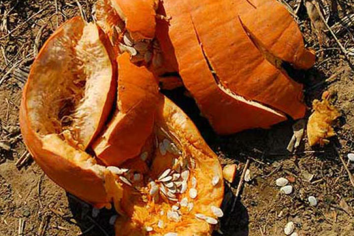 There's no better way to get rid of pumpkins after Halloween than chunking them!