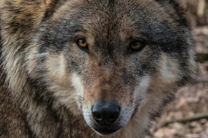 A wolf