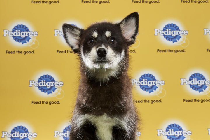 Alexander Hamilpup