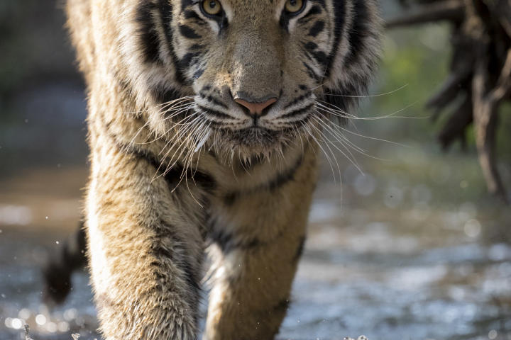 tiger walks through river