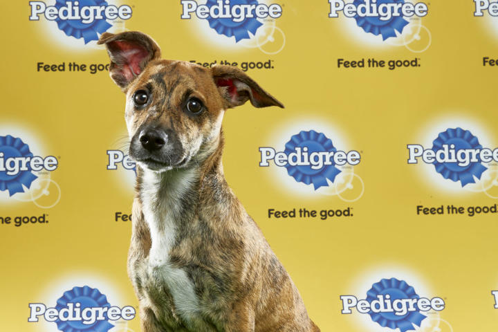 Bradie, Puppy Bowl XIII