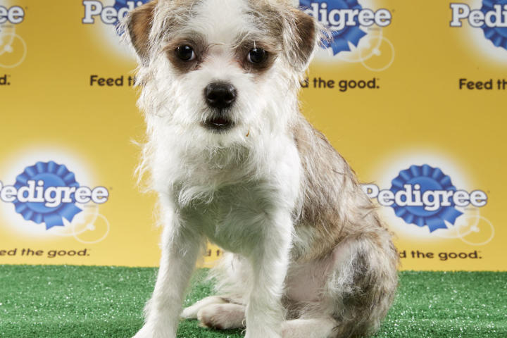 Brooklyn, Puppy Bowl XIII