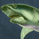 Megalodon