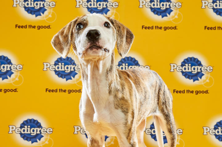 Puppy Bowl XII