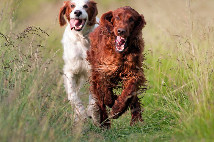 The Irish setter was bred to be a tireless and enthusiastic hunter, and it approaches everything in life with a rollicking, good-natured attitude, full of gusto and fervor.