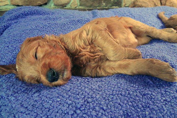 Goldendoodle takes a nap.