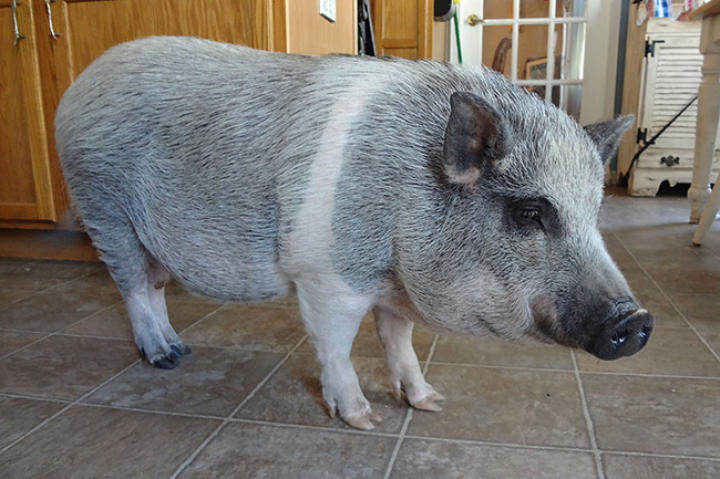 Trouble the pig.