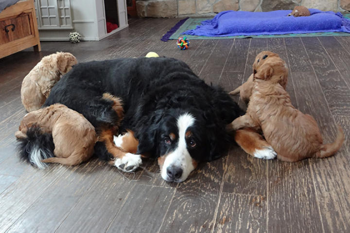 Cuddles are better together!