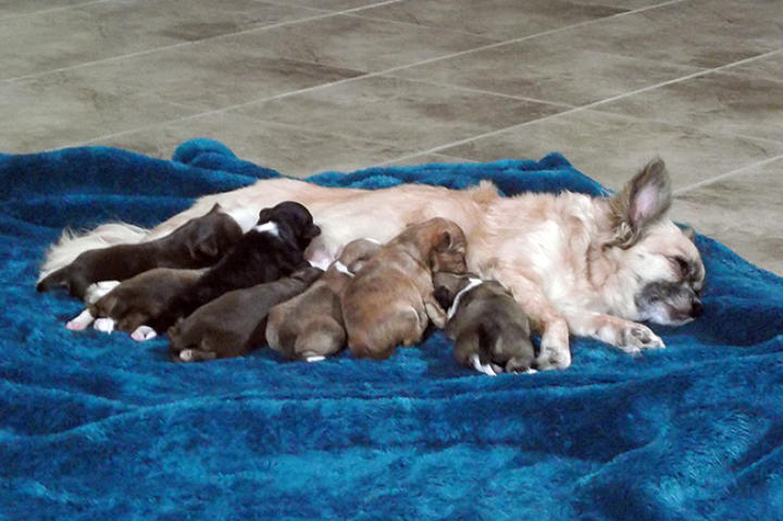 These chihuahua pups enjoy dinner with mom, Beth.